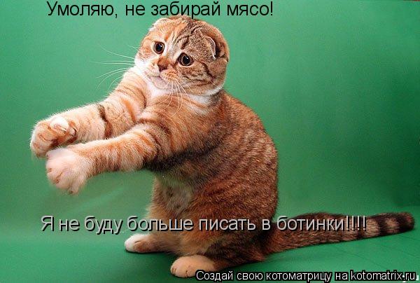 Котоматрица: Умоляю, не забирай мясо!  Я не буду больше писать в ботинки!!!!