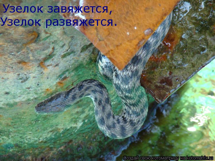 Узелок завяжется, Узелок развяжется.... Котоматрица: Узелок завяжется, Узелок развяжется.