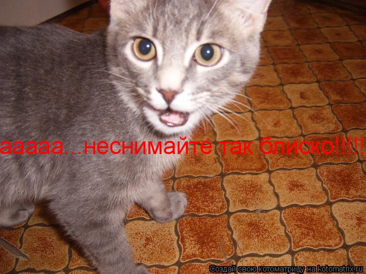ааааа...неснимайте так блиско!!!!!!... Котоматрица: ааааа...неснимайте так блиско!!!!!!