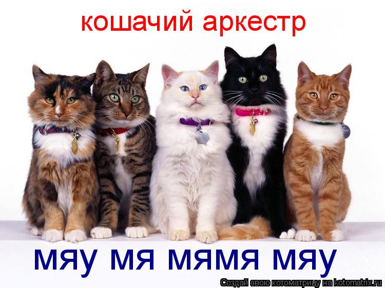 кошачий аркестр мяу мя мямя мяу... Котоматрица: кошачий аркестр мяу мя мямя мяу