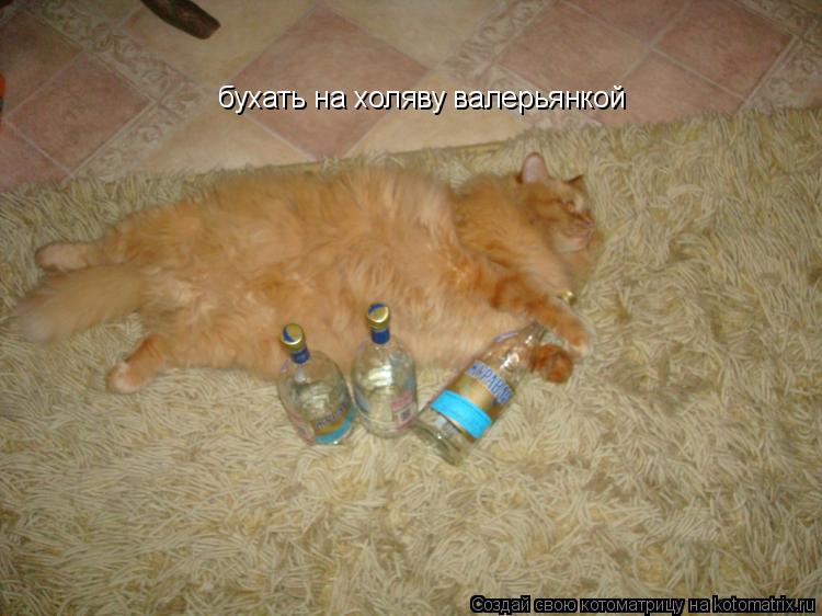 бухать на холяву валерьянкой... Котоматрица: бухать на холяву валерьянкой