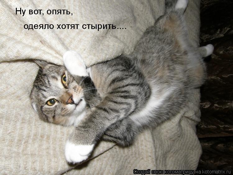 Ну вот, опять, одеяло хотят стырить....... Котоматрица: Ну вот, опять, одеяло хотят стырить....