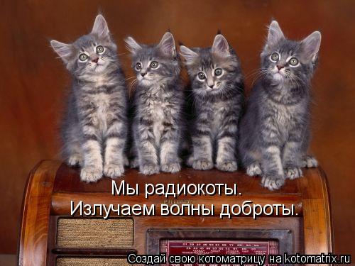 Мы радиокоты. Излучаем волны доброты.... Котоматрица: Мы радиокоты. Излучаем волны доброты.