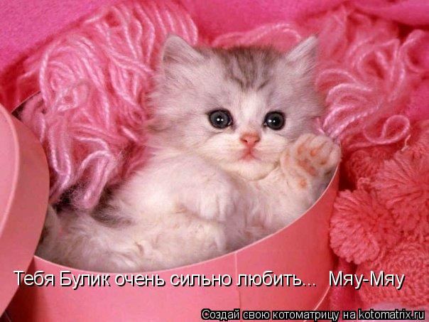 Тебя Булик очень сильно любить... Мяу-Мяу... Котоматрица: Тебя Булик очень сильно любить... Мяу-Мяу