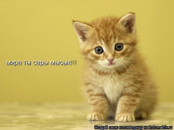 мира ты сары мысык!!!... Котоматрица: мира ты сары мысык!!!