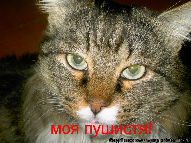 моя пушистя!... Котоматрица: моя пушистя!