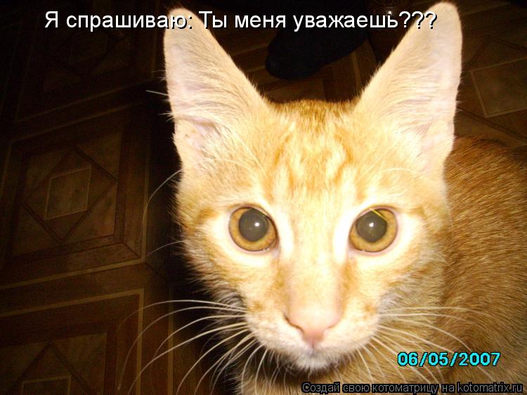 Я спрашиваю: Ты меня уважаешь???... Котоматрица: Я спрашиваю: Ты меня уважаешь???