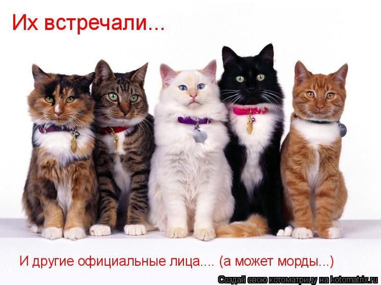 Их встречали... И другие официальные лица.... (а может морды...)... Котоматрица: Их встречали... И другие официальные лица.... (а может морды...)