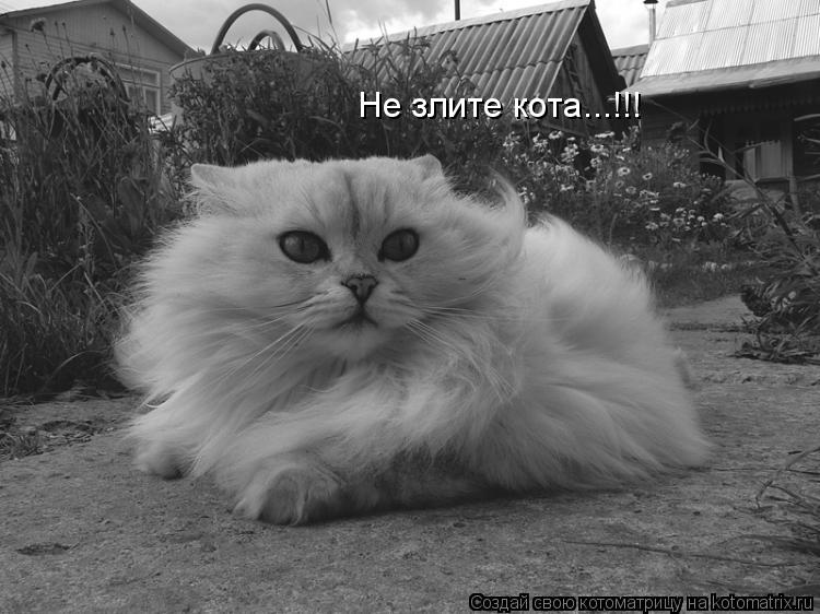 Не злите кота...!!!... Котоматрица: Не злите кота...!!!