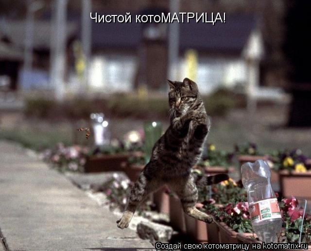 Чистой котоМАТРИЦА!... Котоматрица: Чистой котоМАТРИЦА!