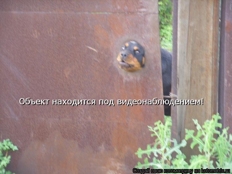 Объект находится под видеонаблюдением!... Котоматрица: Объект находится под видеонаблюдением!