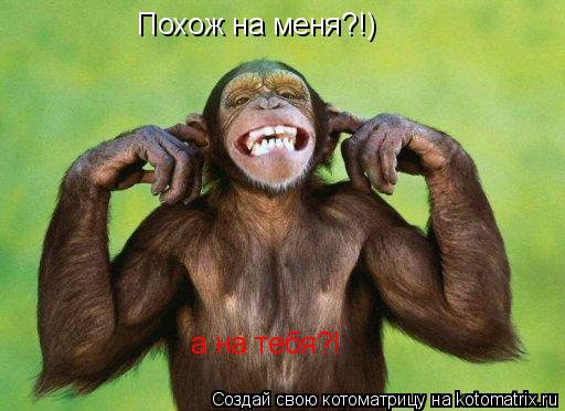 Похож на меня?!) а на тебя?!... Котоматрица: Похож на меня?!) а на тебя?!
