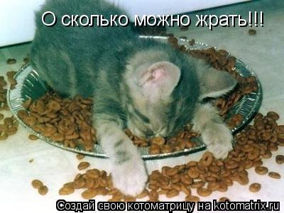 О сколько можно жрать!!!... Котоматрица: О сколько можно жрать!!!