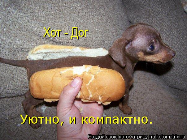 Уютно, и компактно. Хот - Дог... Котоматрица: Уютно, и компактно. Хот - Дог