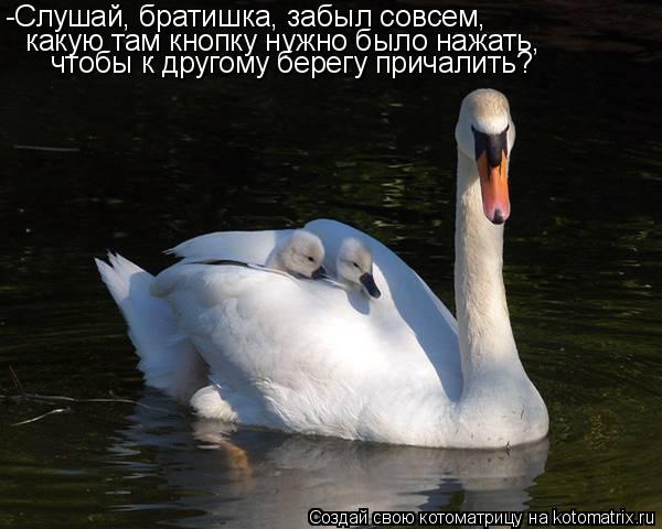 -Слушай, братишка, забыл совсем, какую там кнопку нужно было нажать, чтобы к другому берегу причалит... Котоматрица: -Слушай, братишка, забыл совсем, какую там кнопку нужно было нажать, чтобы к другому берегу причалить?