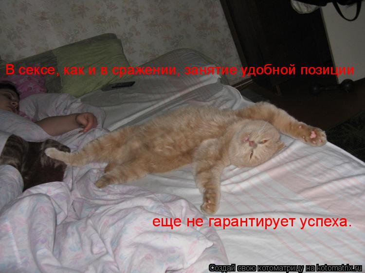 Котоматрица: еще не гарантирует успеха. В сексе, как и в сражении, занятие удобной позиции  В сексе, как и в сражении, занятие удобной позиции