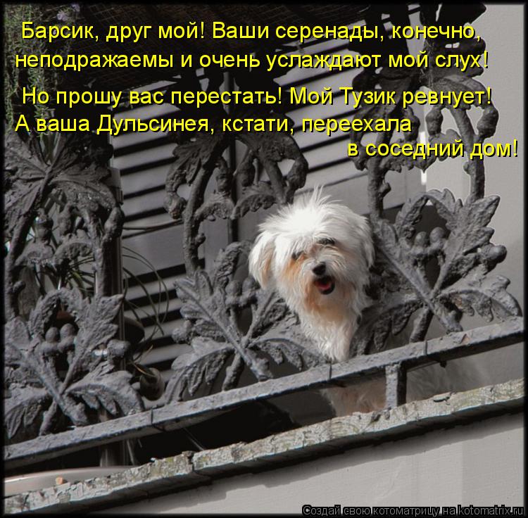 Котоматрица: Барсик, друг мой! Ваши серенады, конечно, неподражаемы и очень услаждают мой слух! Но прошу вас перестать! Мой Тузик ревнует! А ваша Дульсине