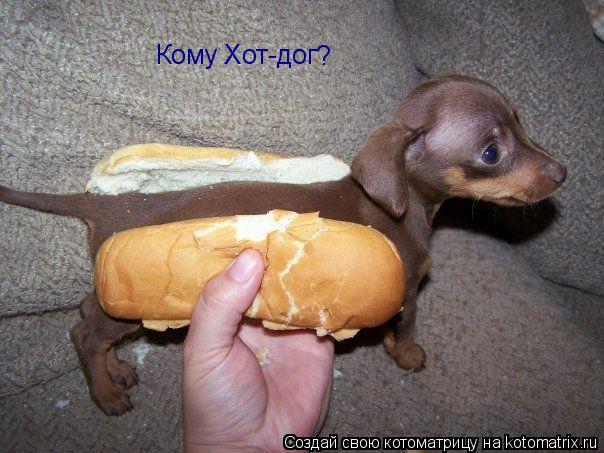 Кому Хот-дог ?... Котоматрица: Кому Хот-дог ?