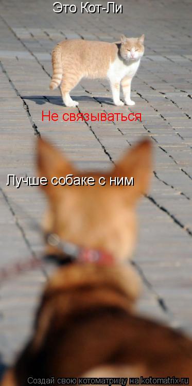 Это Кот-Ли Лучше собаке с ним Не связываться... Котоматрица: Это Кот-Ли Лучше собаке с ним Не связываться