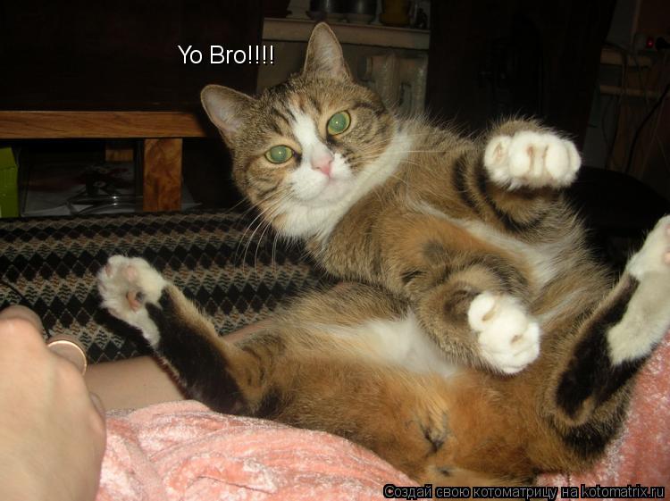 Yo Bro!!!!... Котоматрица: Yo Bro!!!!