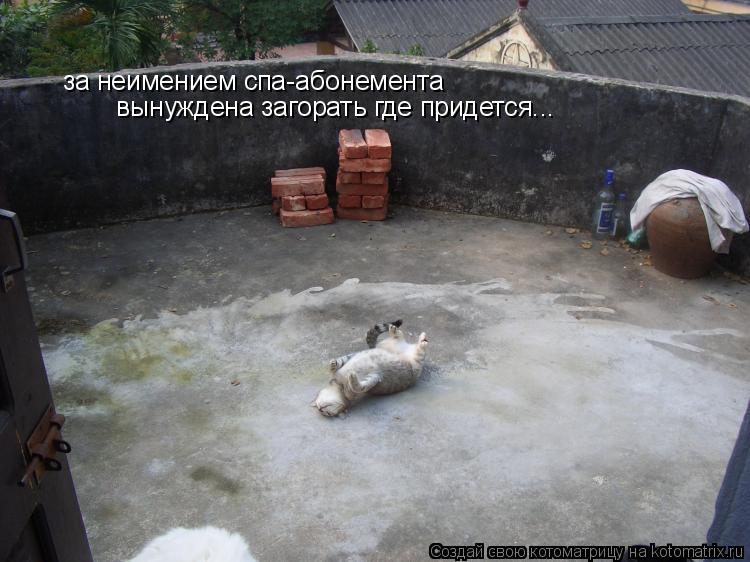за неимением спа-абонемента вынуждена загорать где придется...... Котоматрица: за неимением спа-абонемента вынуждена загорать где придется...