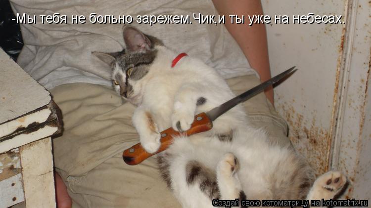 -Мы тебя не больно зарежем.Чик,и ты уже на небесах.... Котоматрица: -Мы тебя не больно зарежем.Чик,и ты уже на небесах.