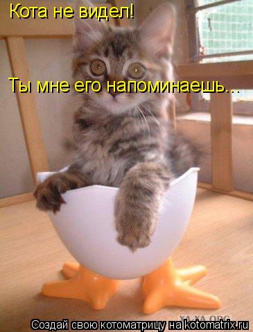 Ты мне его напоминаешь... Кота не видел!... Котоматрица: Ты мне его напоминаешь... Кота не видел!