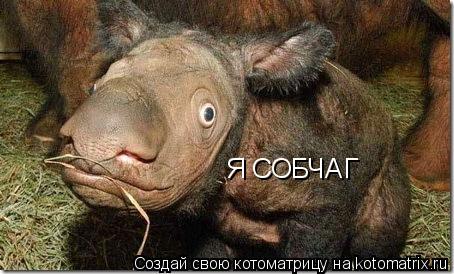 Я СОБЧАГ... Котоматрица: Я СОБЧАГ