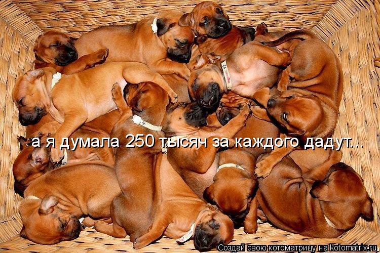 а я думала 250 тысяч за каждого дадут...... Котоматрица: а я думала 250 тысяч за каждого дадут...