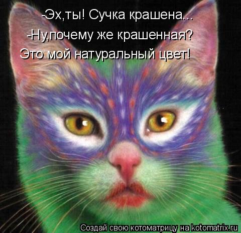 -Эх,ты! Сучка крашена... -Ну,почему же крашенная? Это мой натуральный цвет!... Котоматрица: -Эх,ты! Сучка крашена... -Ну,почему же крашенная? Это мой натуральный цвет!