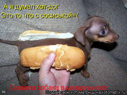 А я думал хот-дог Это то что с сосиськой=( Сказала собака в макдольносе... Котоматрица: А я думал хот-дог Это то что с сосиськой=( Сказала собака в макдольносе