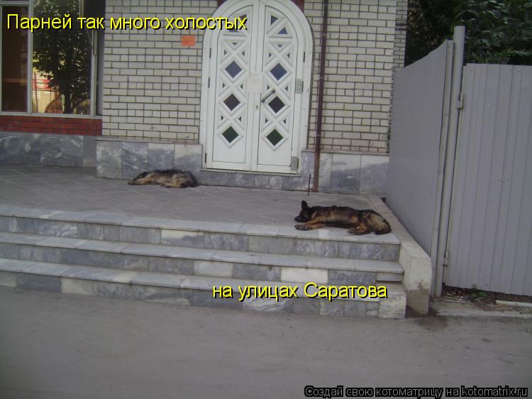 Парней так много холостых на улицах Саратова... Котоматрица: Парней так много холостых на улицах Саратова