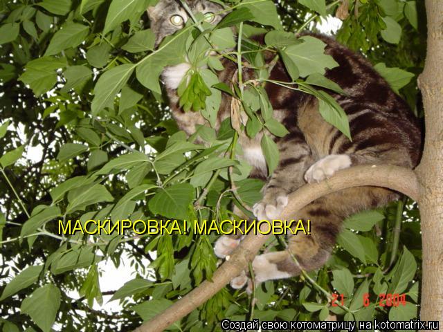 МАСКИРОВКА! МАСКИОВКА!... Котоматрица: МАСКИРОВКА! МАСКИОВКА!