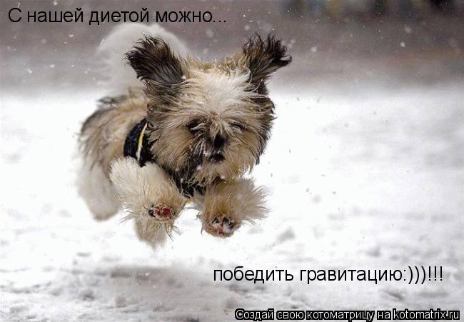 С нашей диетой можно... победить гравитацию:)))!!!... Котоматрица: С нашей диетой можно... победить гравитацию:)))!!!