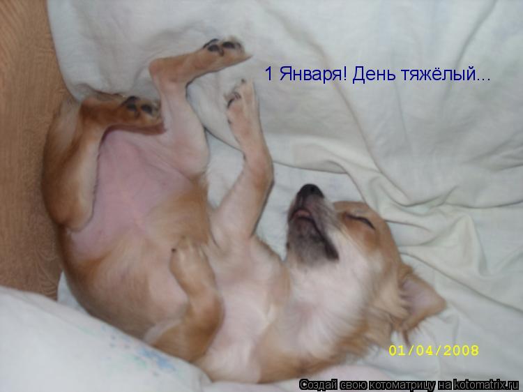 Котоматрица: 1 Января! День тяжёлый...