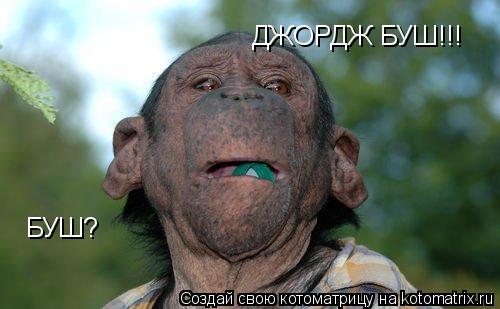 БУШ? ДЖОРДЖ БУШ!!!... Котоматрица: БУШ? ДЖОРДЖ БУШ!!!