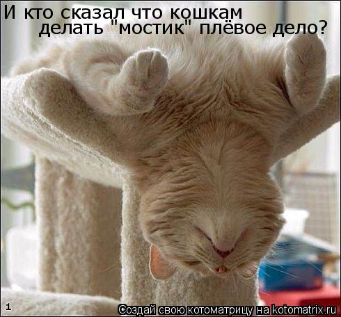 И кто сказал что кошкам делать "мостик" плёвое дело?... Котоматрица: И кто сказал что кошкам делать "мостик" плёвое дело?