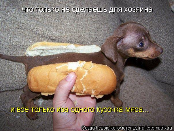 что только не сделаешь для хозяина и всё только иза одного кусочка мяса...... Котоматрица: что только не сделаешь для хозяина и всё только иза одного кусочка мяса...