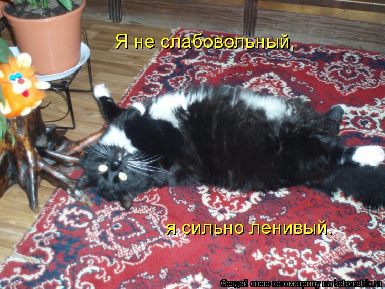 Я не слабовольный, я сильно ленивый.... Котоматрица: Я не слабовольный, я сильно ленивый.