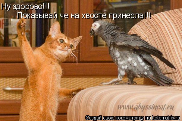 Показывай че на хвосте принесла!!! Ну здорово!!!... Котоматрица: Показывай че на хвосте принесла!!! Ну здорово!!!