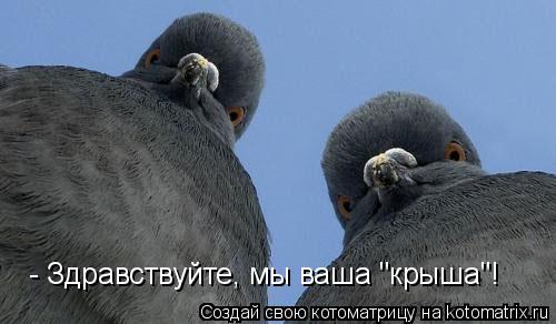 - Здравствуйте, мы ваша "крыша"!... Котоматрица: - Здравствуйте, мы ваша "крыша"!