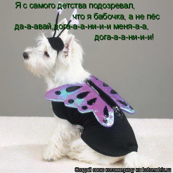 Я с самого детства подозревал, что я бабочка, а не пёс да-а-авай,дога-а-а-ни-и-и меня-а-а, дога-а-а... Котоматрица: Я с самого детства подозревал, что я бабочка, а не пёс да-а-авай,дога-а-а-ни-и-и меня-а-а, дога-а-а-ни-и-и!