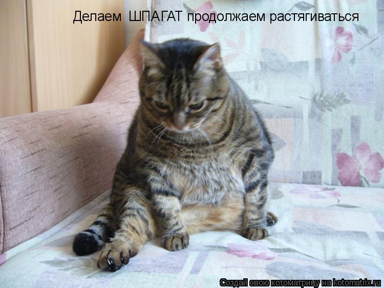 Делаем ШПАГАТ продолжаем растягиваться... Котоматрица: Делаем ШПАГАТ продолжаем растягиваться