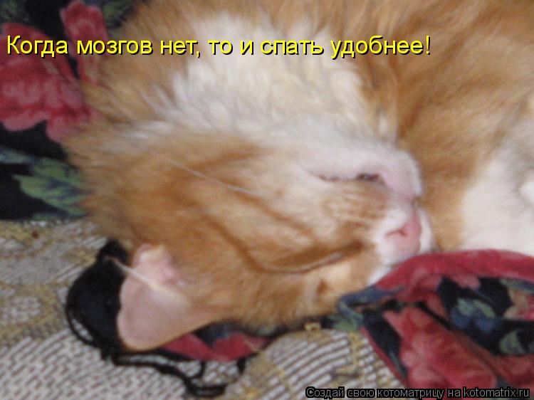 Когда мозгов нет, то и спать удобнее!... Котоматрица: Когда мозгов нет, то и спать удобнее!