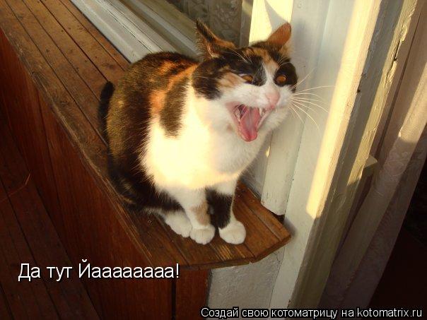 Да тут Йаааааааа!... Котоматрица: Да тут Йаааааааа!