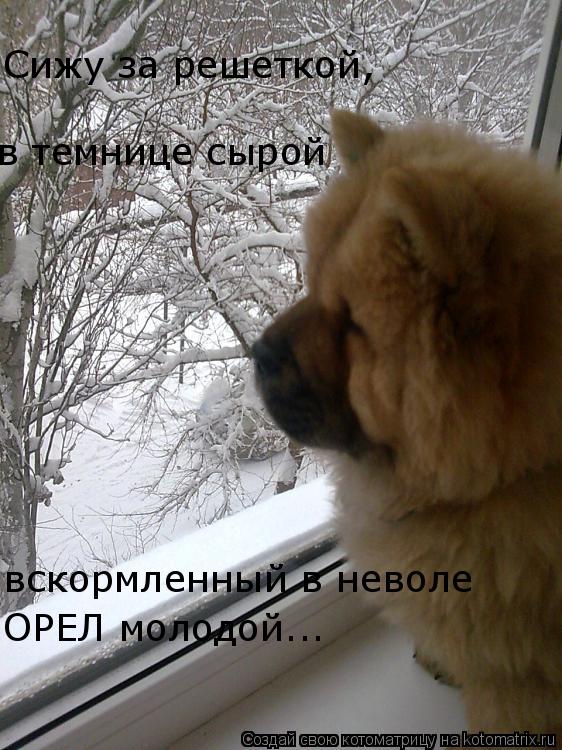 Сижу за решеткой, в темнице сырой Сижу за решеткой, в темнице сырой вскормленный в неволе ОРЕЛ молод... Котоматрица: Сижу за решеткой, в темнице сырой Сижу за решеткой, в темнице сырой вскормленный в неволе ОРЕЛ молодой...