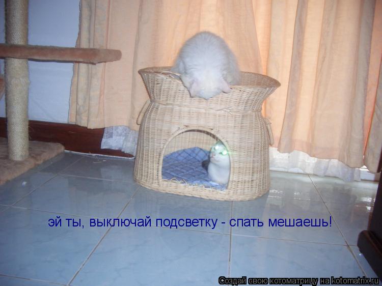 эй ты, выключай подсветку - спать мешаешь!... Котоматрица: эй ты, выключай подсветку - спать мешаешь!