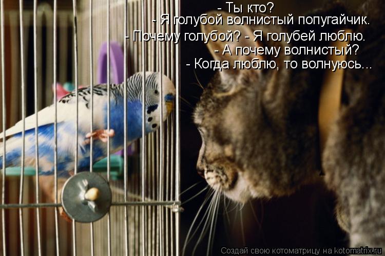 - Ты кто? - Я голубой волнистый попугайчик. - Почему голубой? - Я голубей люблю. - А почему во... Котоматрица: - Ты кто? - Я голубой волнистый попугайчик. - Почему голубой? - Я голубей люблю. - А почему волнистый? - Когда люблю, то волнуюсь...