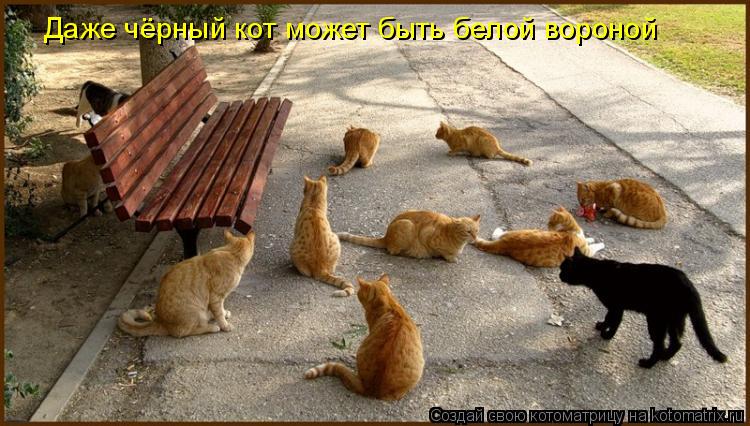 Даже чёрный кот может быть белой вороной... Котоматрица: Даже чёрный кот может быть белой вороной