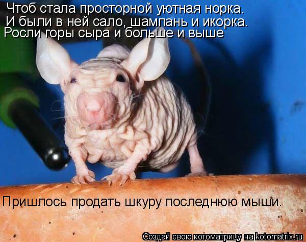 Чтоб стала просторной уютная норка. И были в ней сало, шампань и икорка. Росли горы сыра и больше и в... Котоматрица: Чтоб стала просторной уютная норка. И были в ней сало, шампань и икорка. Росли горы сыра и больше и выше Пришлось продать шкуру последнюю мыш